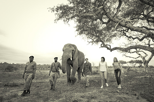 Daily Elephant Interaction Camp Jabulani Greater Kruger South Africa