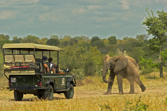 Camp Jabulani Kapama Private Game Reserve Big 5 Greater Kruger Park South Africa