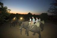 Elephant Back Safari - Night Walk