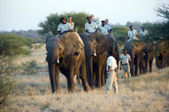 Elephant Back Safari