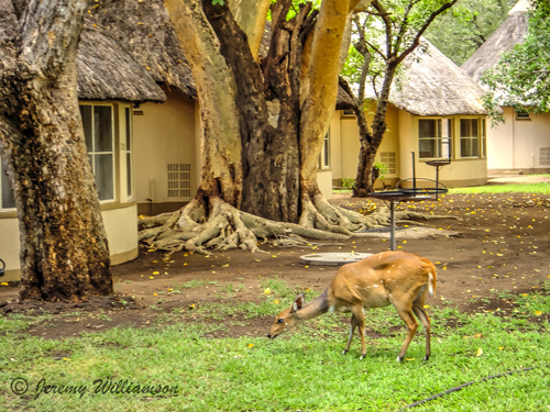 Letaba Rest Camp Bungalows Bush Buck Kruger National Park South Africa Big Five Safari