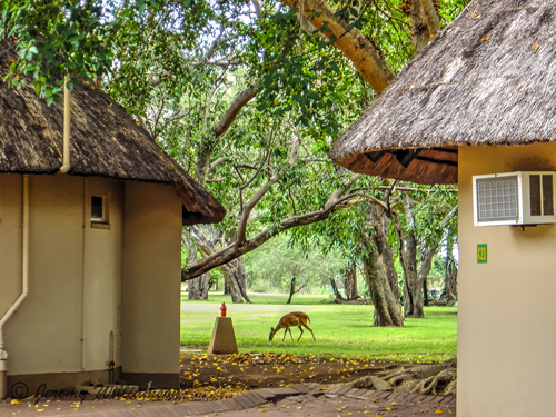 Letaba Rest Camp Bungalows Bush Buck Kruger National Park South Africa Big Five Safari