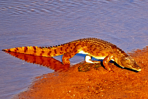 crocodile,Kruger National Park,Accommodation,Bookings