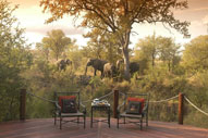 Elephants from the Private deck