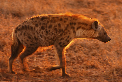 Spotted Hyaena - Kruger National Park Accommodation Bookings