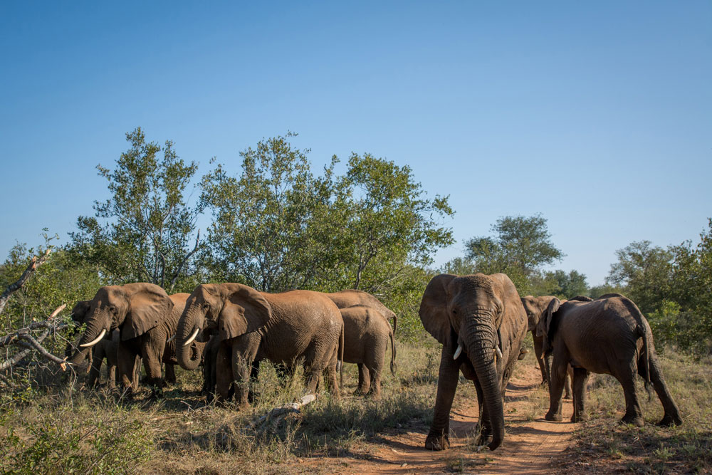Garonga Safari Camp, Makalali Private Game Reserve - Luxury Safari Accommodation Bookings