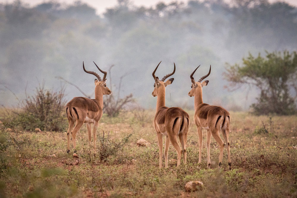 Garonga Safari Camp, Makalali Private Game Reserve - Luxury Safari Accommodation Bookings