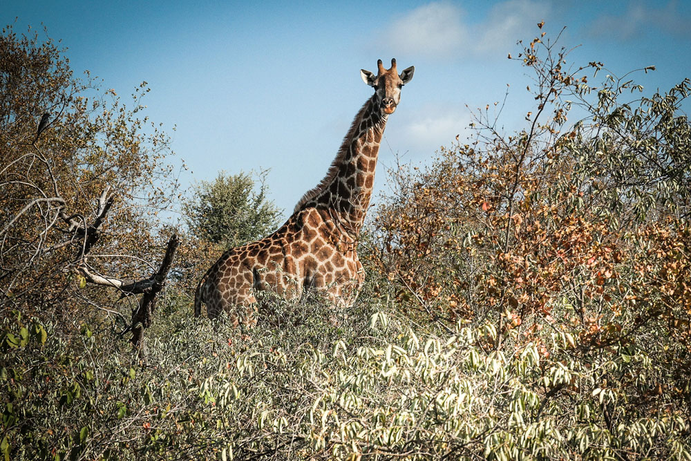 Garonga Safari Camp, Makalali Private Game Reserve - Luxury Safari Accommodation Bookings