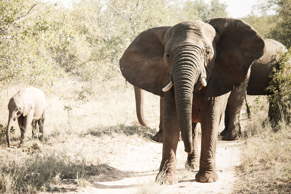 Garonga Safari Camp, Makalali Private Game Reserve - Luxury Safari Accommodation Bookings